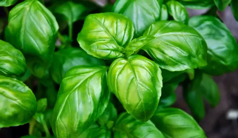 Basil