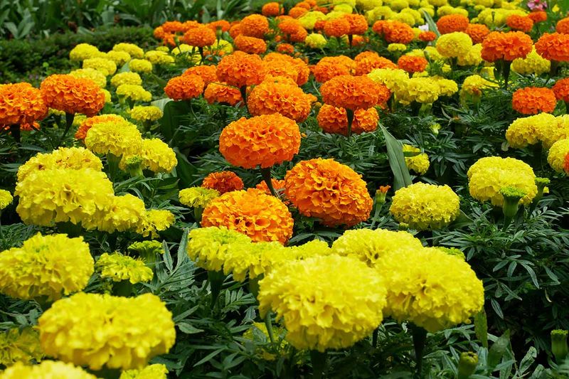 Marigolds