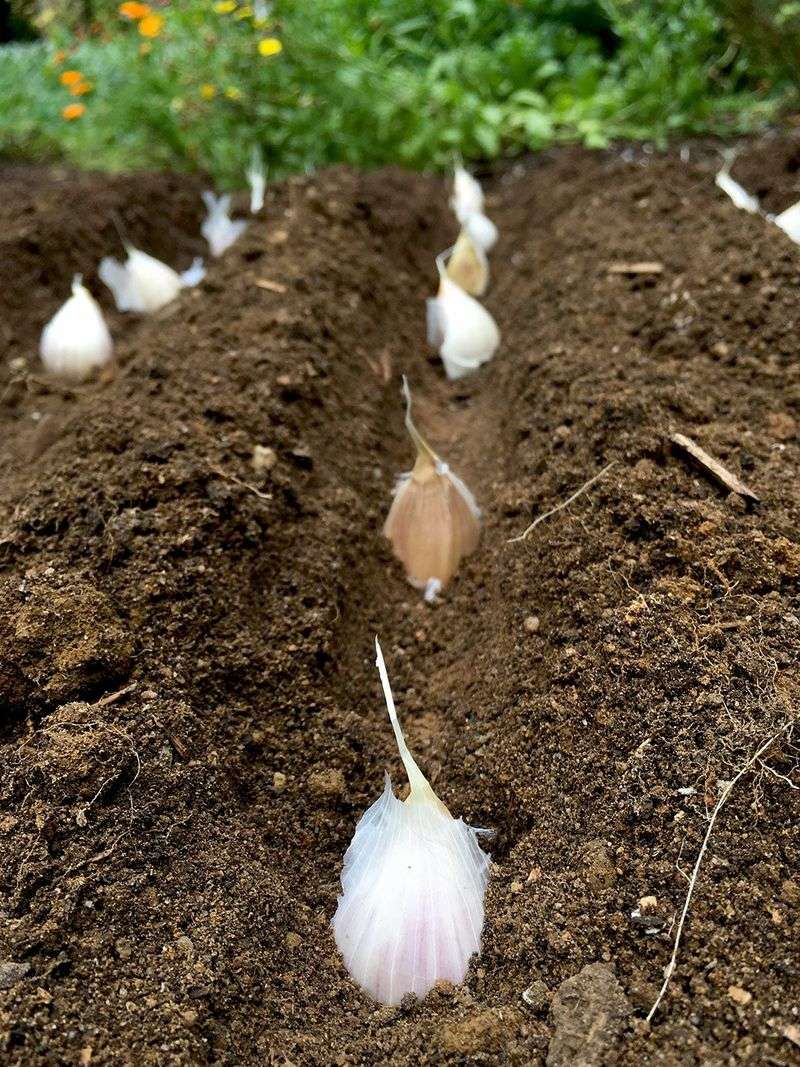 Garlic