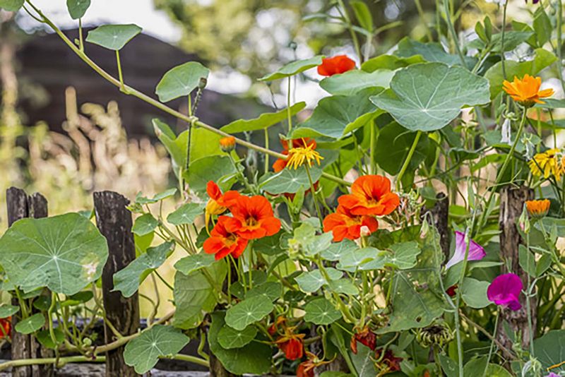 Nasturtiums