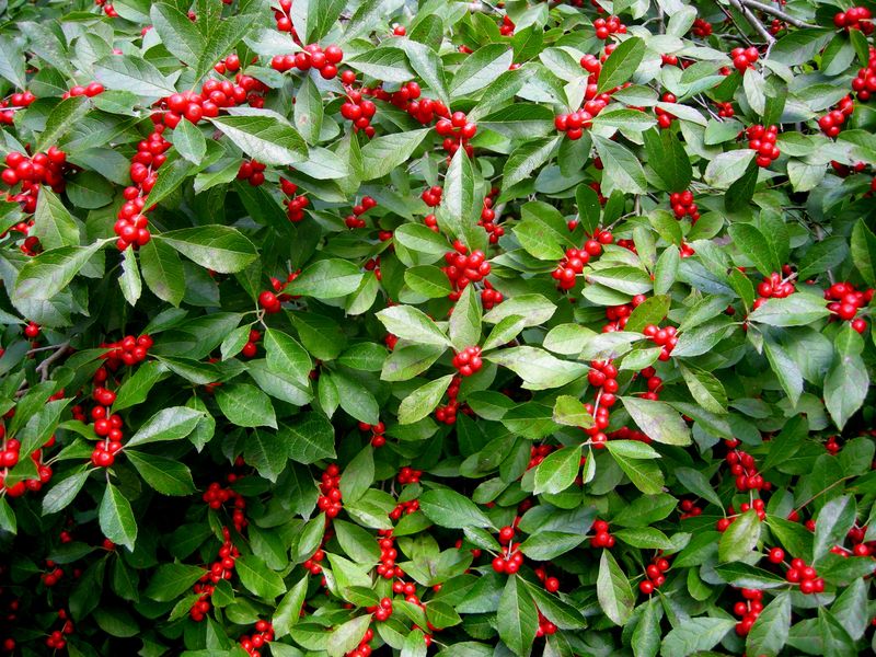 Holly (Ilex)