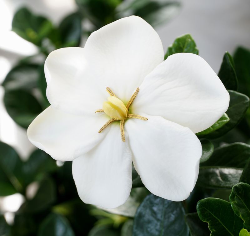 Kleim's Hardy Gardenia