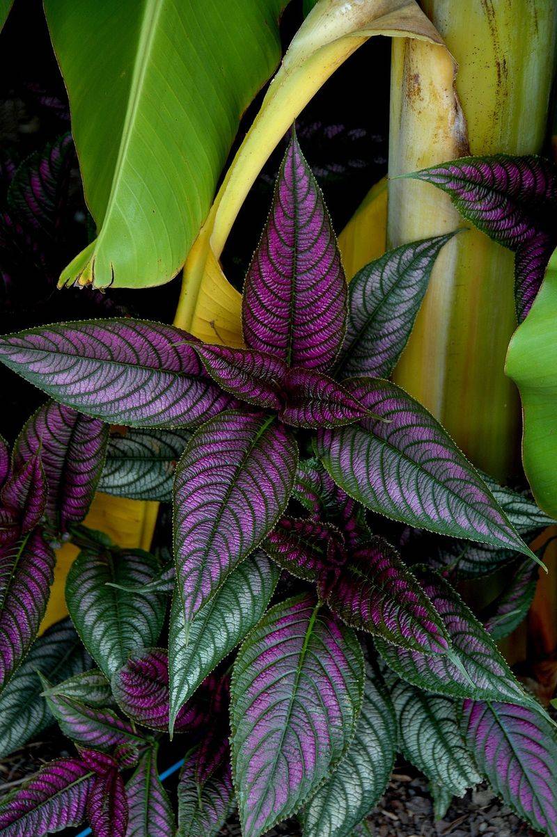 Persian Shield (Strobilanthes dyerianus)
