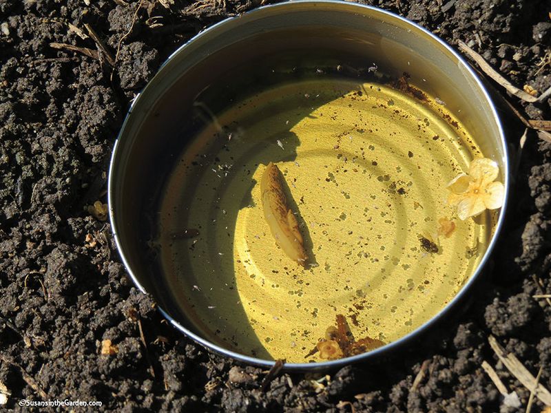 Beer Traps for Slugs