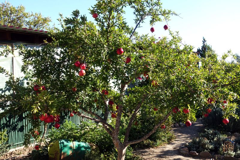 Pomegranate Tree