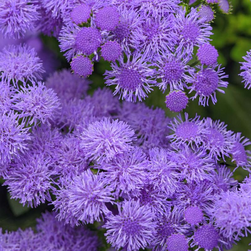 Ageratum