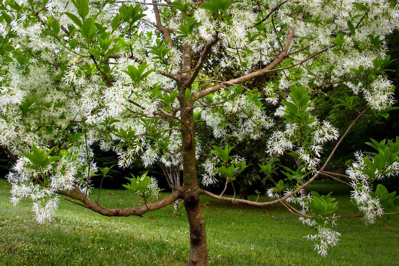 Fringe Tree