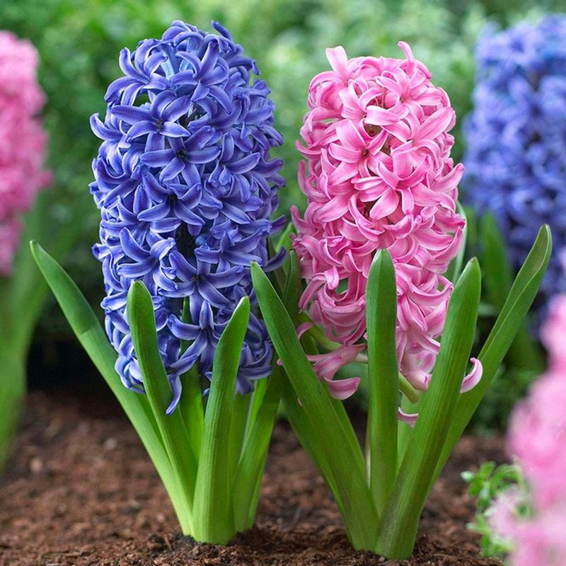 Hyacinth (Hyacinthus orientalis)