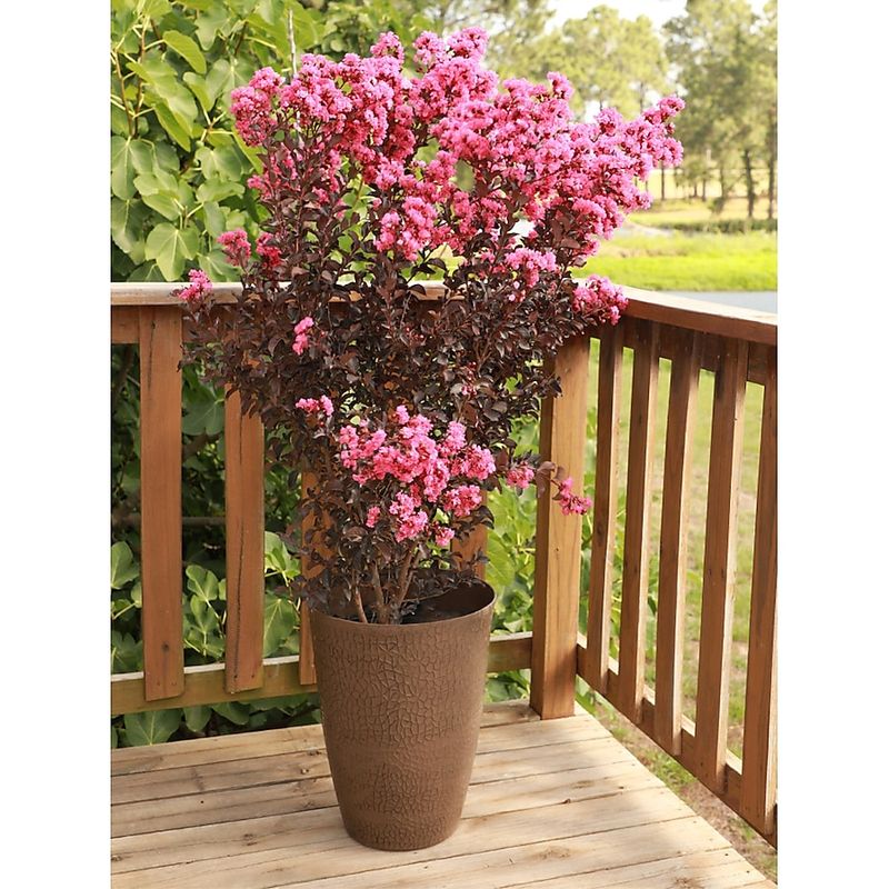 Crepe Myrtle (Lagerstroemia indica)