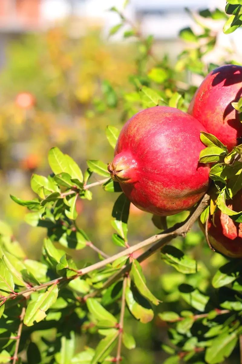 Pomegranate (in wet areas)