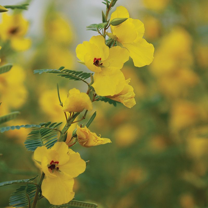 Partridge Pea (Chamaecrista fasciculata)
