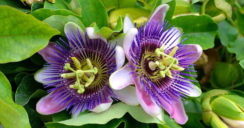 Passionflower