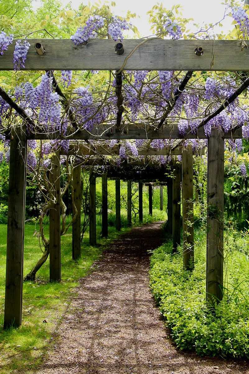 Wisteria (Wisteria spp.)
