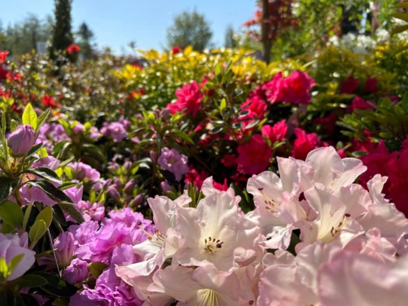Azaleas and Rhododendrons