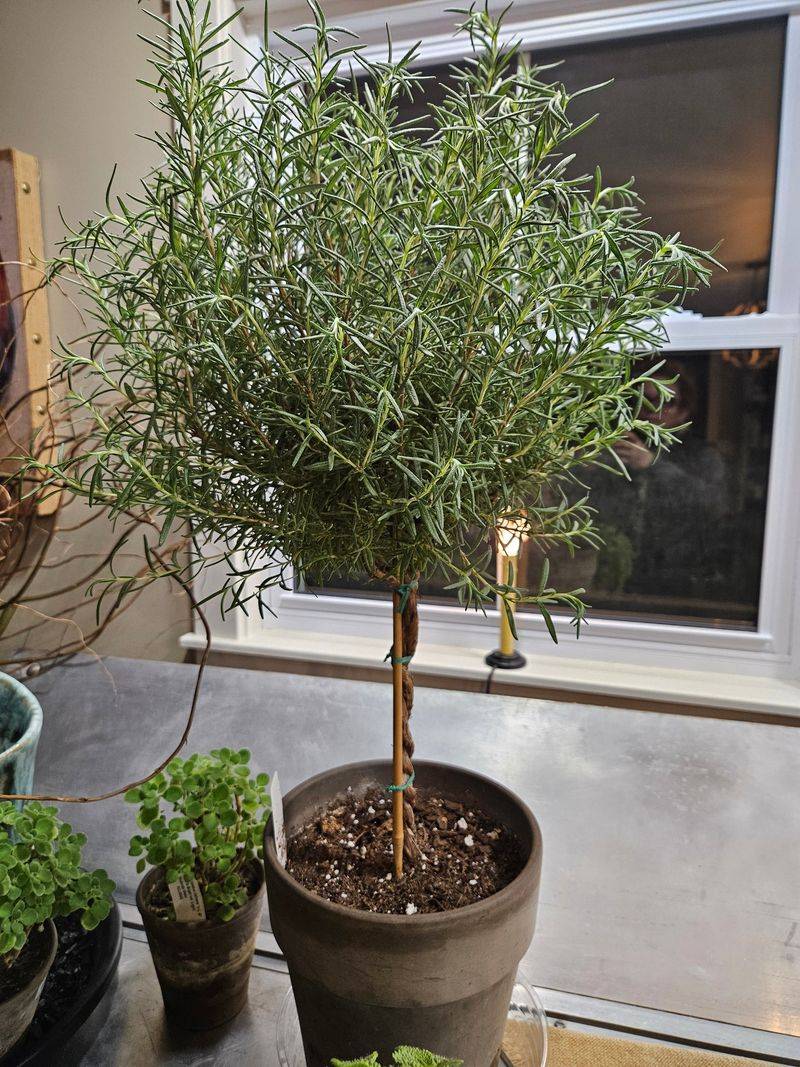 Rosemary Topiary