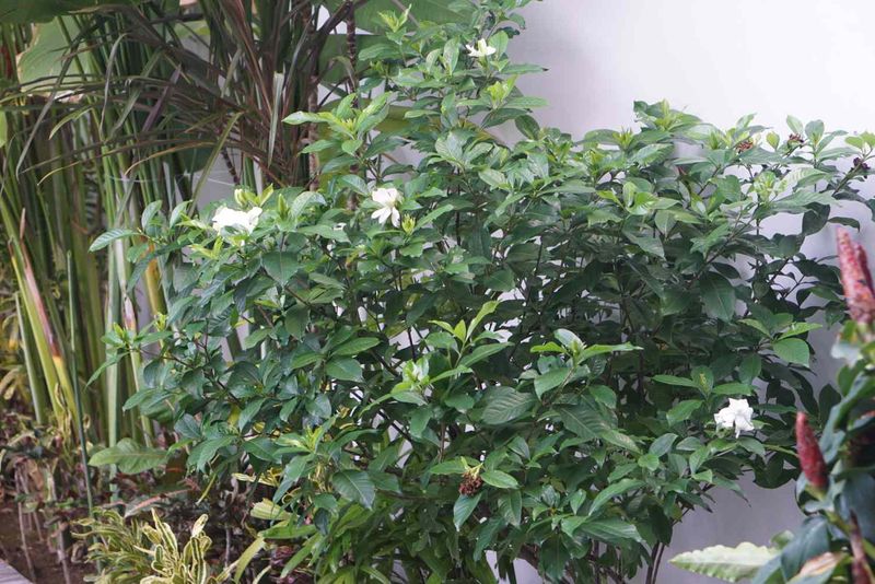 Jasmine Sambac (Arabian Jasmine)