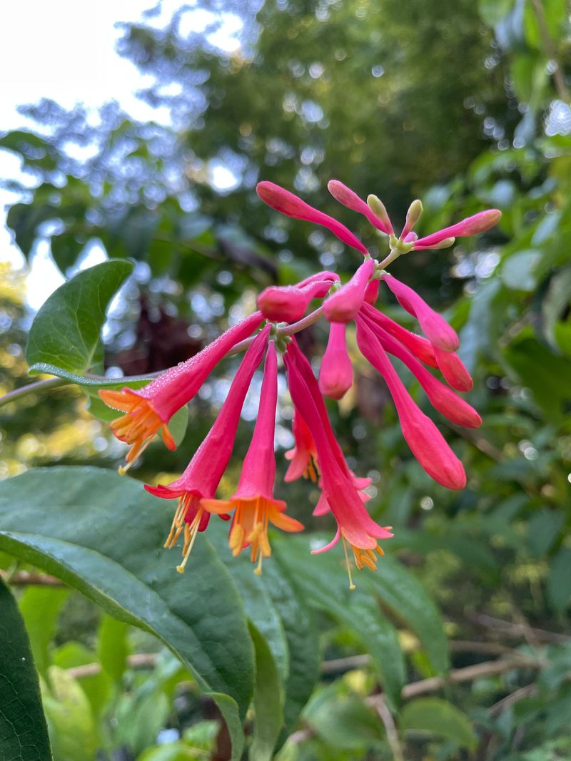 Honeysuckle