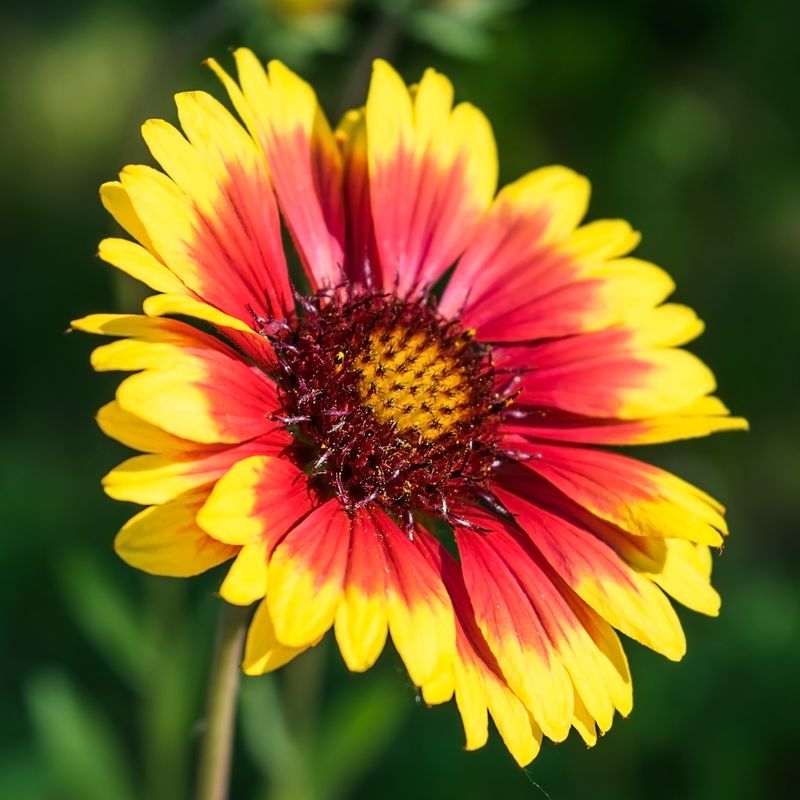 Gaillardia