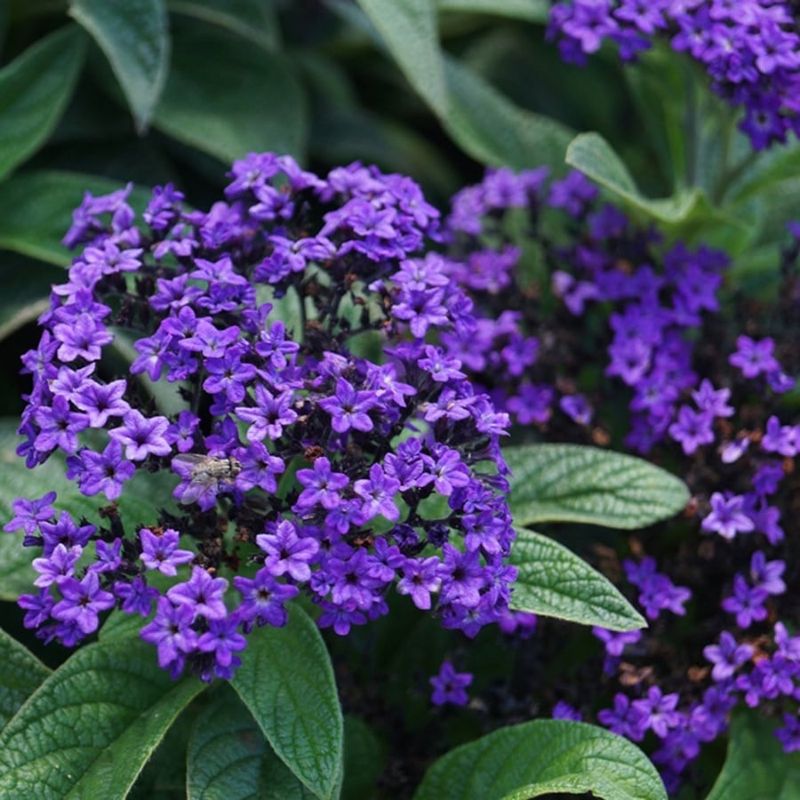 Heliotrope