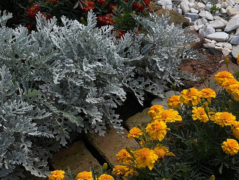 Dusty Miller