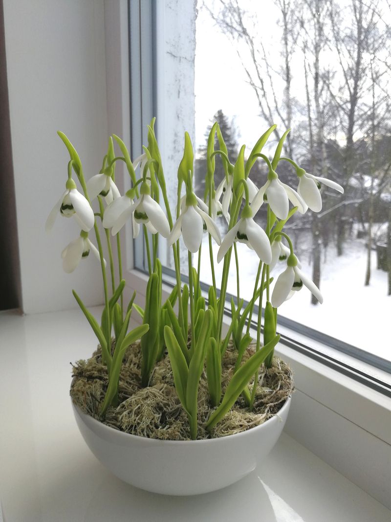 Snowdrops (Galanthus species, grown in pots)