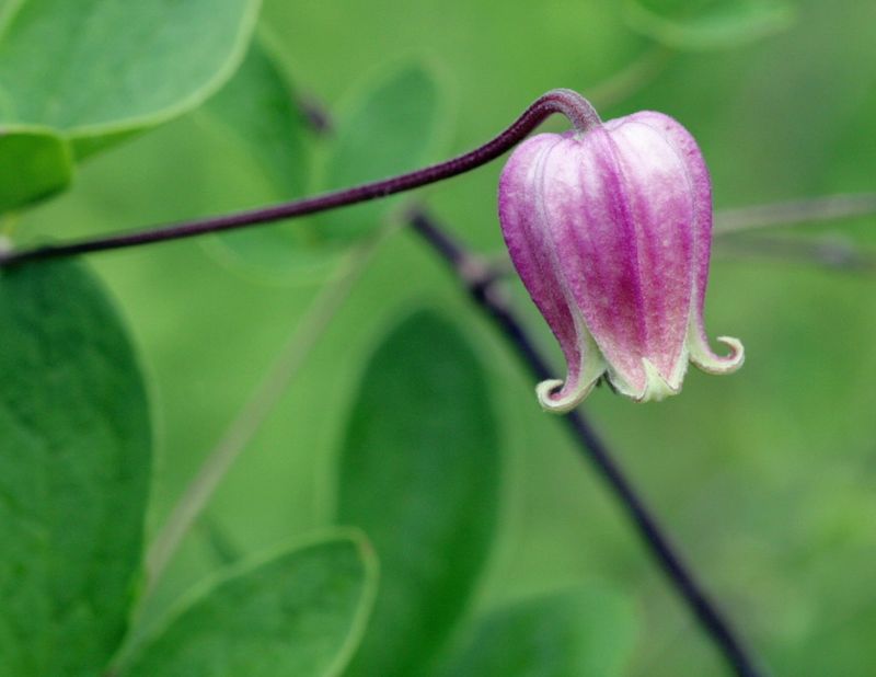 Leatherflower (Clematis viorna)
