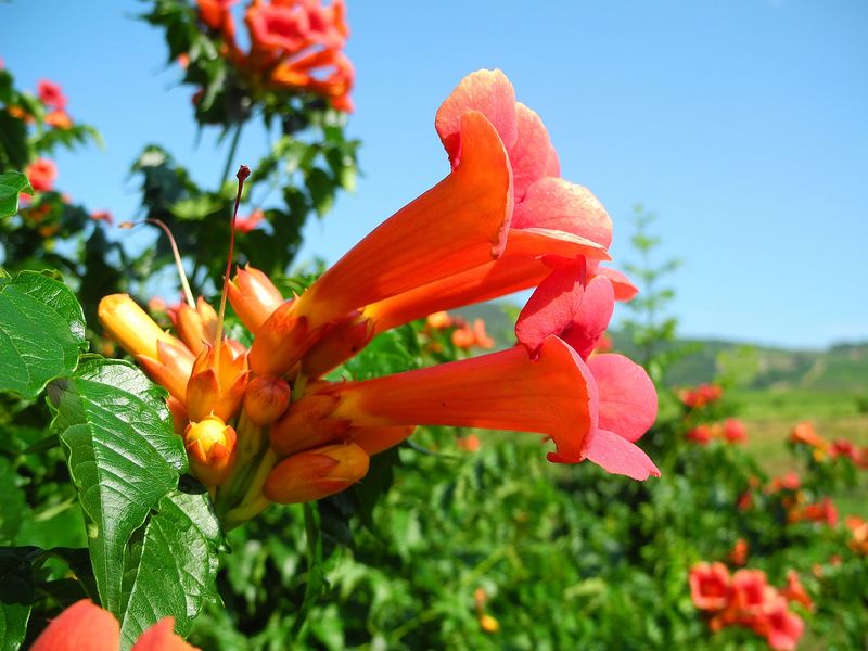 Trumpet Vine