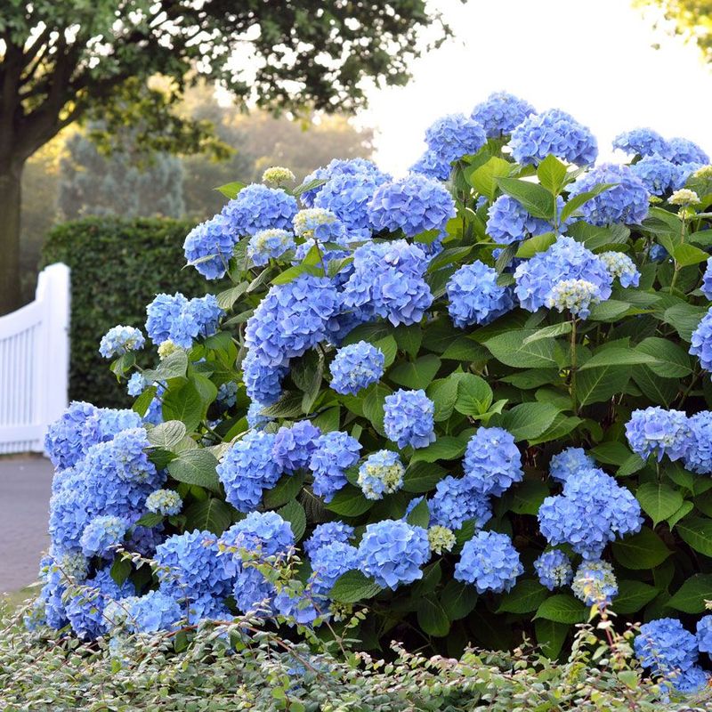 ‘Endless Summer’ Hydrangea