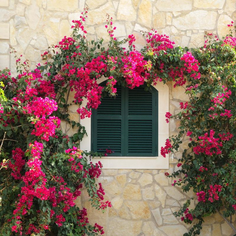 Bougainvillea (Bougainvillea spp.)