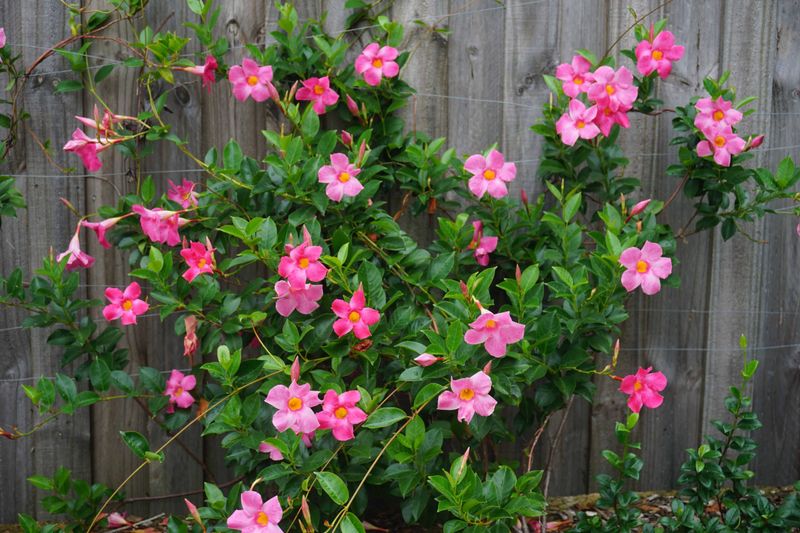 Mandevilla (Dipladenia)