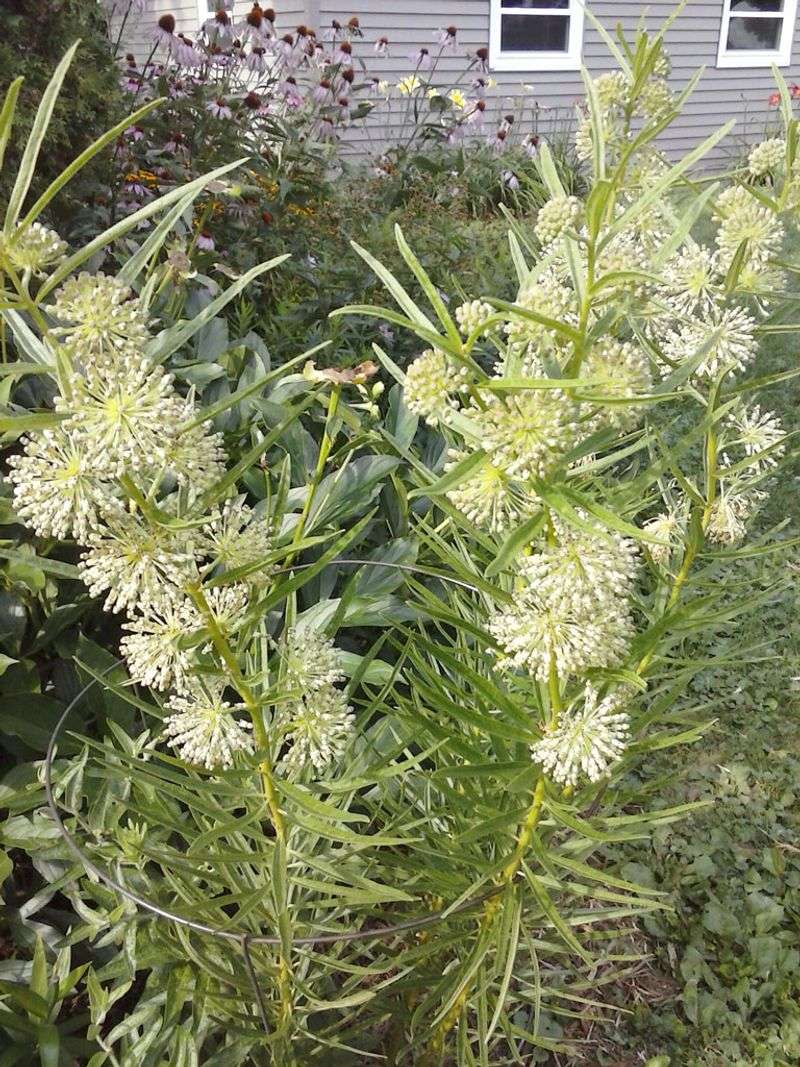 Tall Green Milkweed