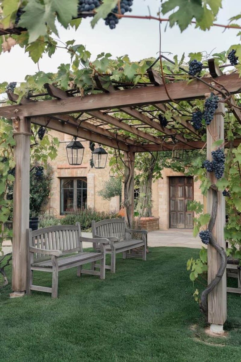 Grape Vine over a Pergola