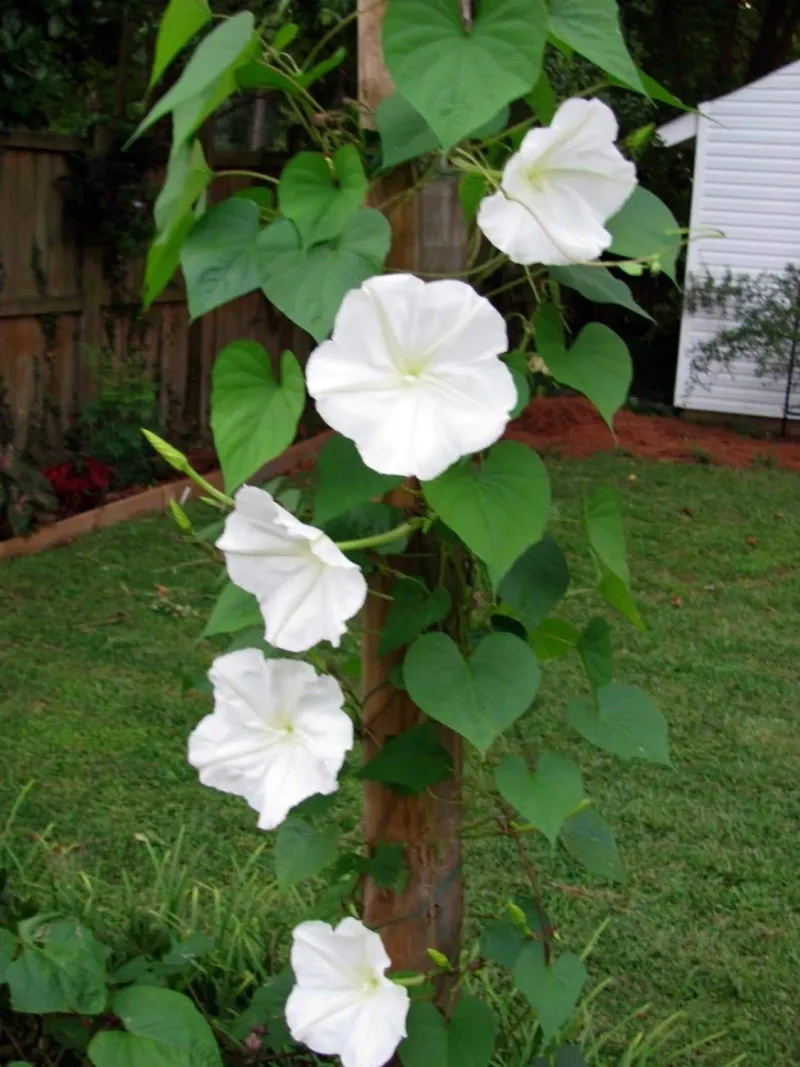 Moonflower (Ipomoea alba)