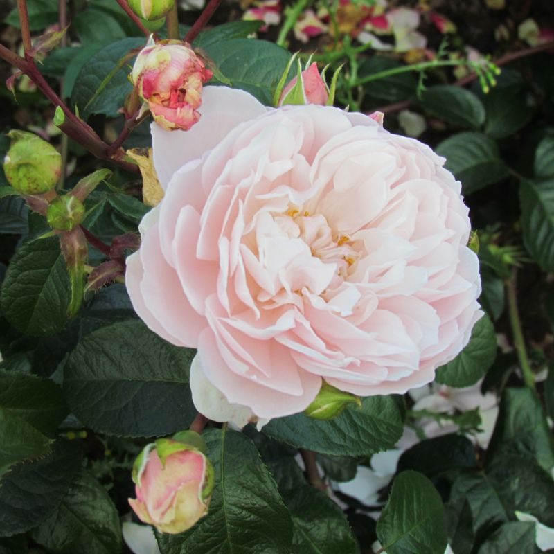 David Austin English Roses (Some Varieties)