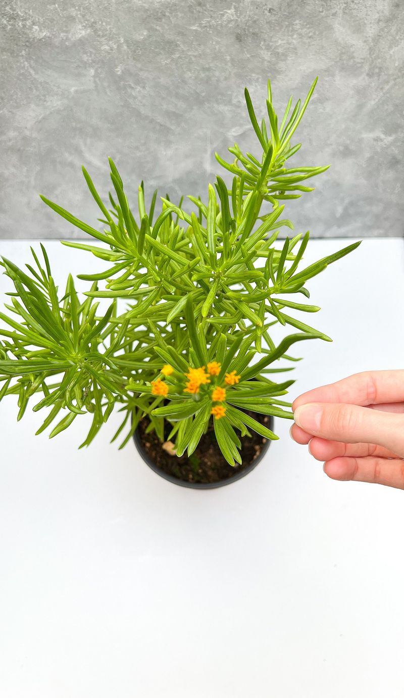 Peperomia ‘Pincushion’ (Peperomia ferreyrae)