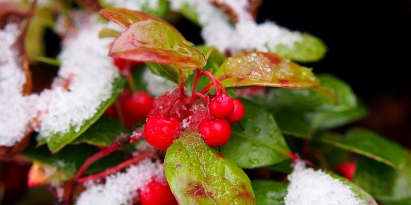 Wintergreen Berry