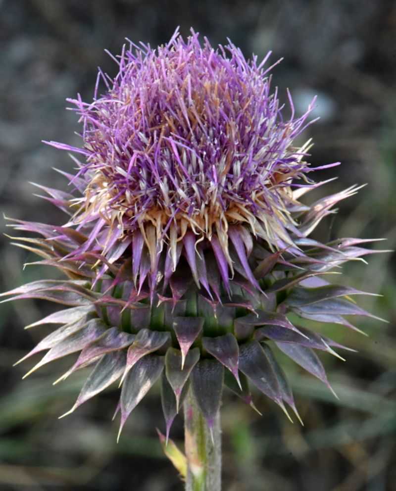 Thistle