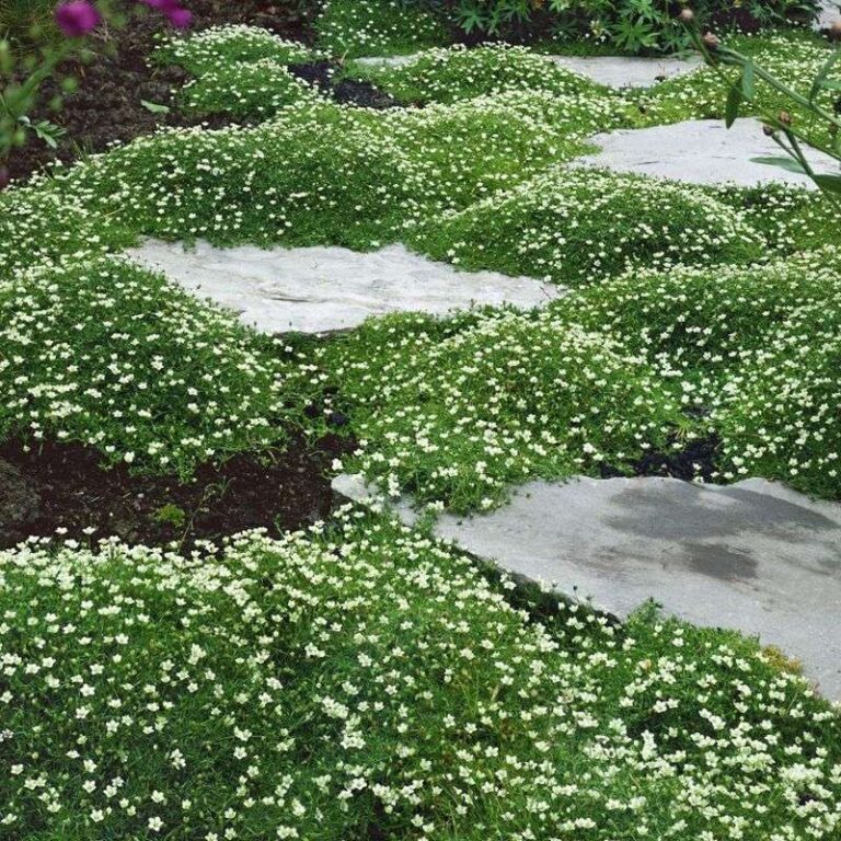 20-ground-covers-that-choke-out-weeds-and-9-that-just-don-t-work