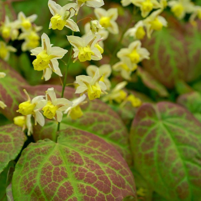 Epimedium