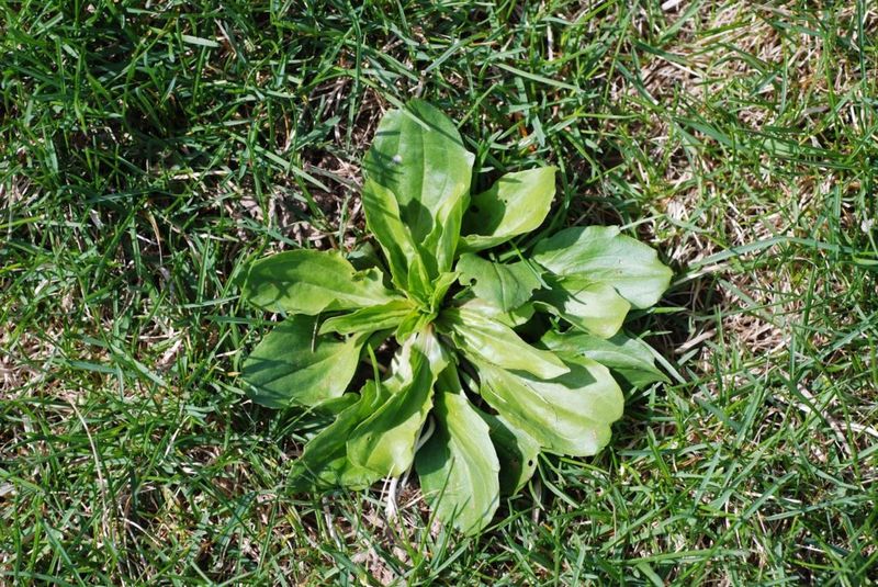 Plantain (Plantago major)