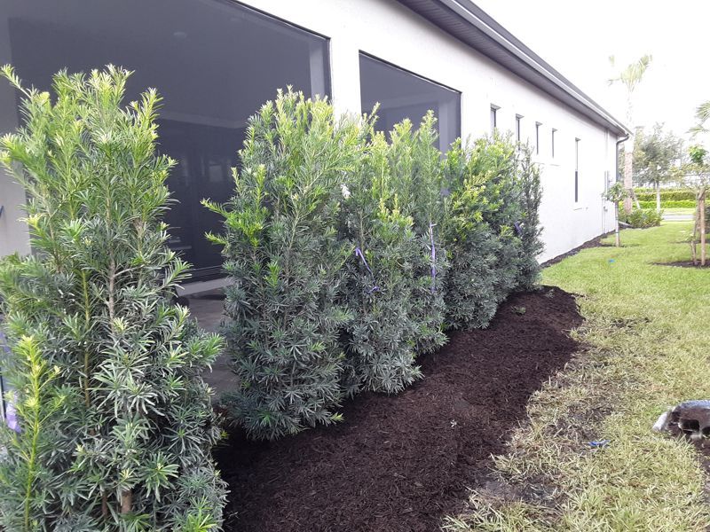 Podocarpus (Fern Pine)