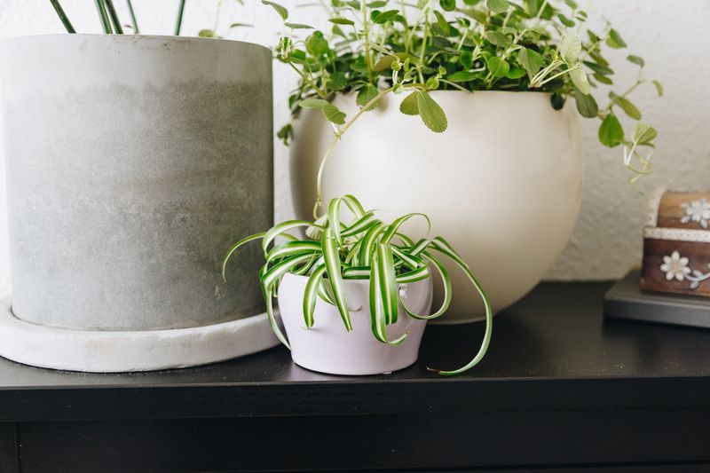 Inconsistent Pot Sizes