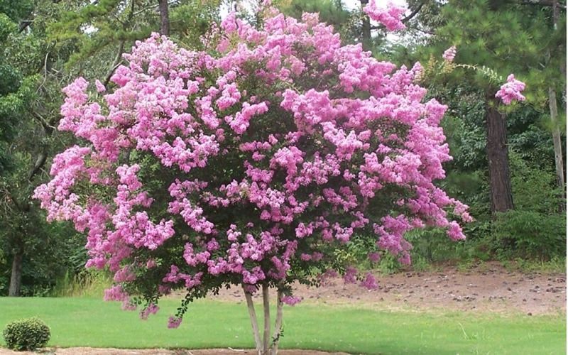 Crape Myrtle (Lagerstroemia indica)