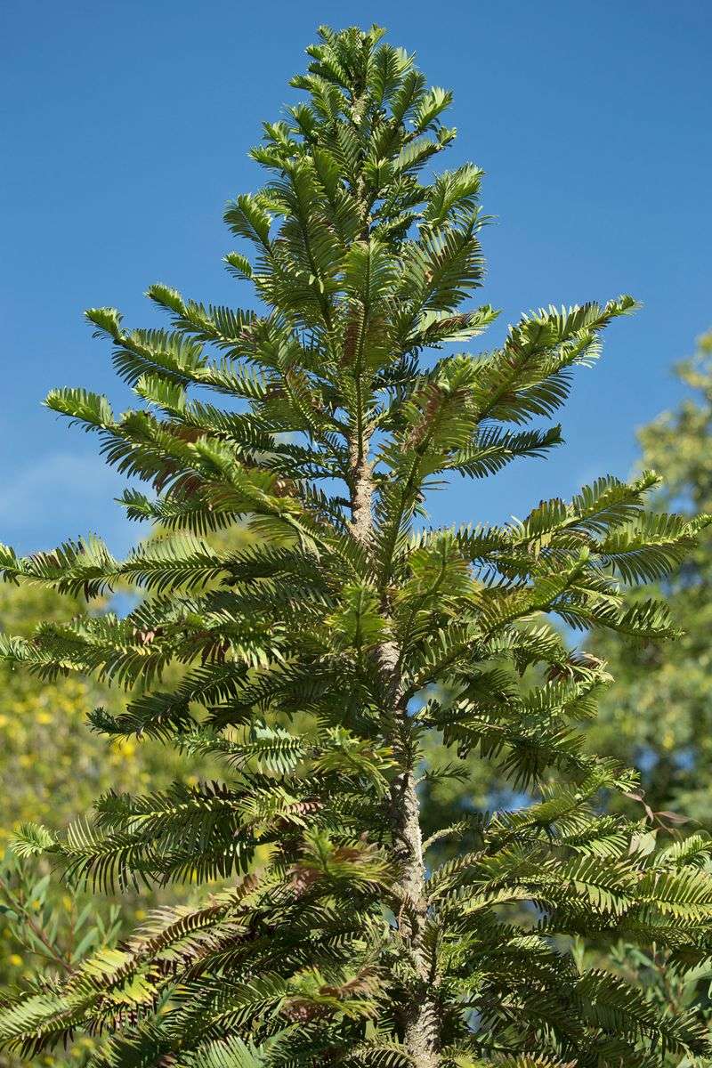 Wollemi Pine