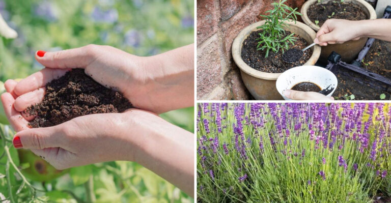 Coffee Grounds Are Killing These 17 Plants in Your Garden (Check Your List)