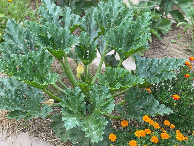 Companion Planting with Marigolds