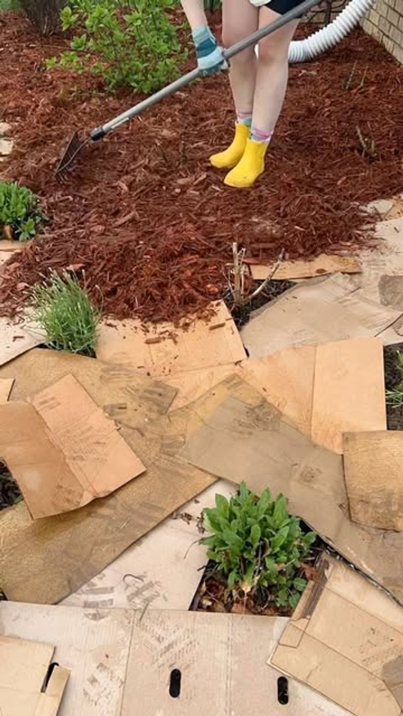 Cardboard (Amazon Boxes = Weed Barrier)