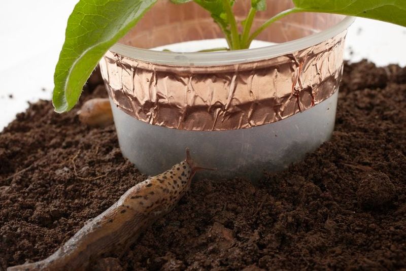 Copper Tape (in wet climates)