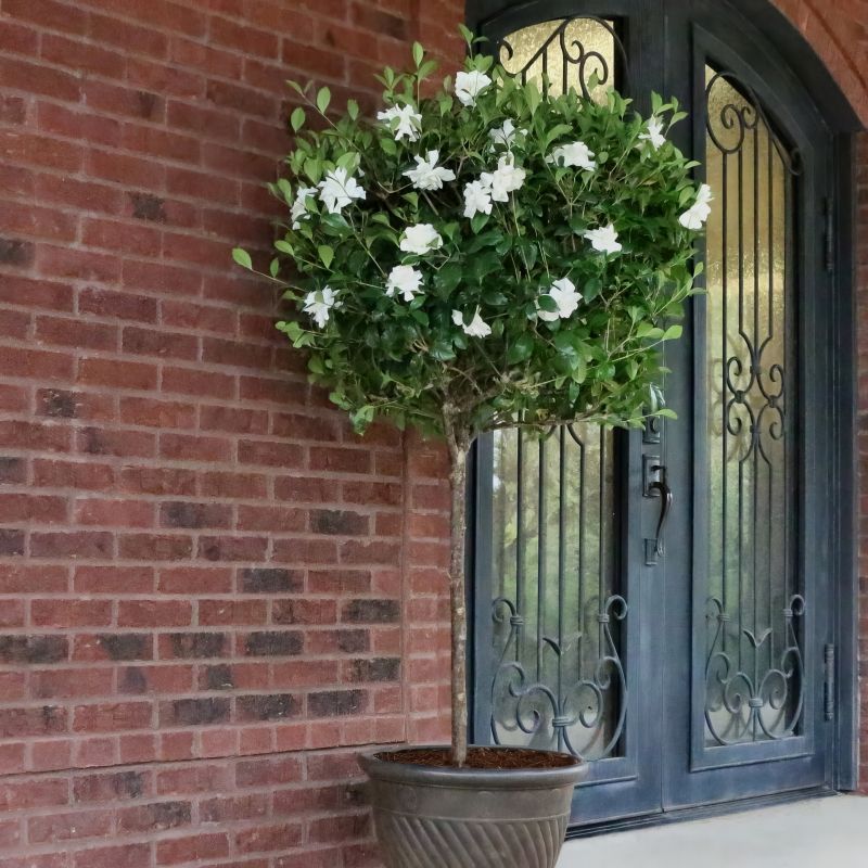 Near Heat-Reflective Surfaces (Like Brick Walls)