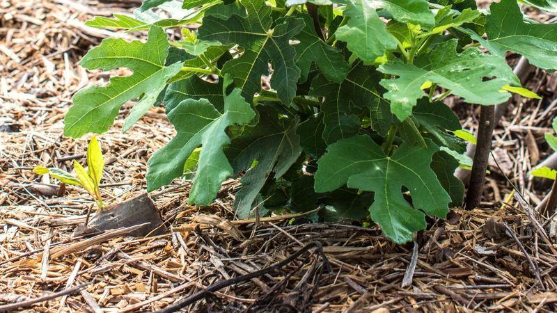 Mulching Benefits